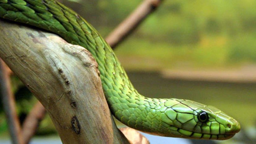 Western Green Mamba