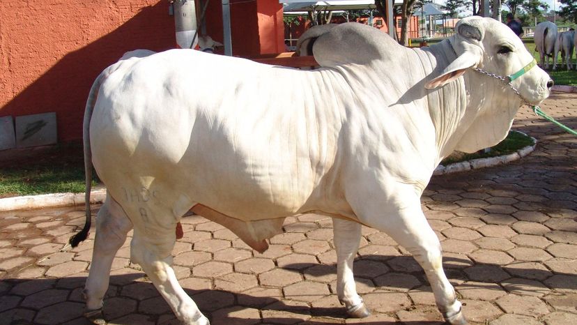 Brahman