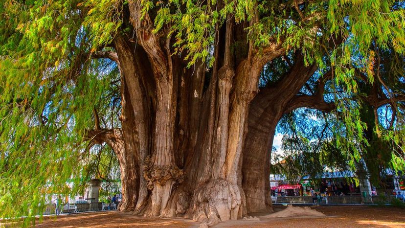 Montezuma cypress