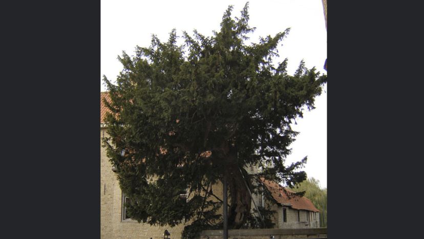 Caesarsboom (particular Yew Tree from Belgium)