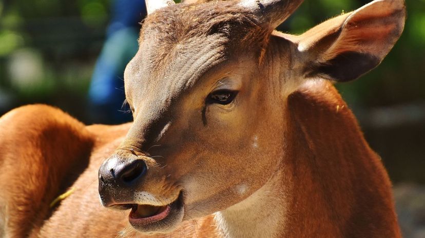 Banteng