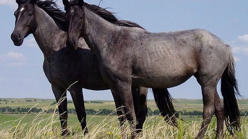 Nokota Horses