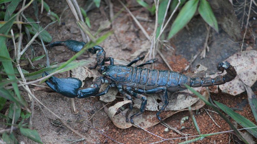Forest_Scorpion_-_Vandiperiyar_Tiger_Reserve,Kerala,India