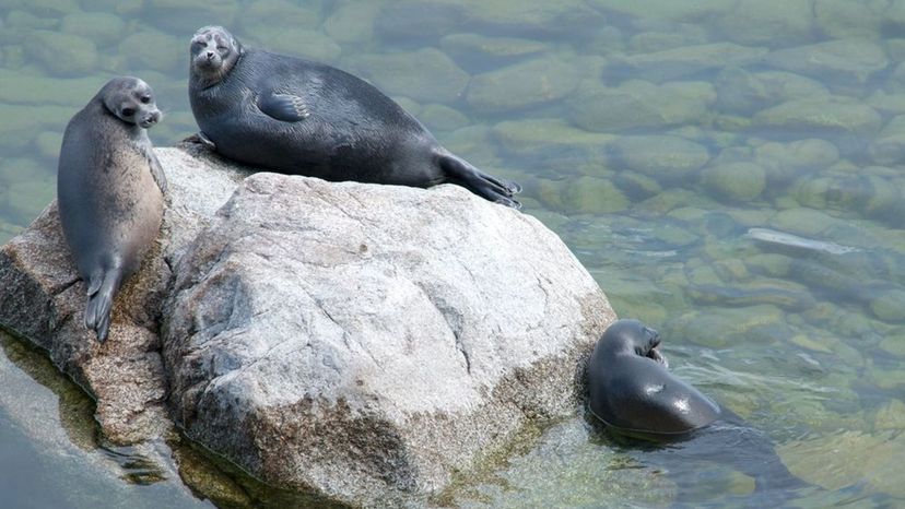 Baikal Seal