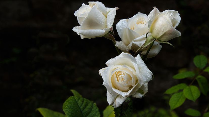 33-Sound-Of-Music-NEW