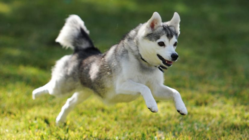 Alaskan Klee Kai
