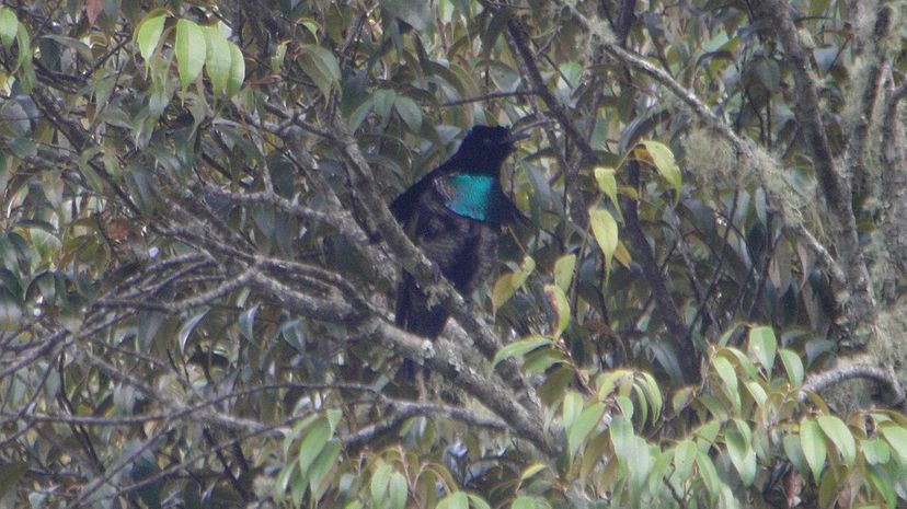 Superb bird-of-paradise