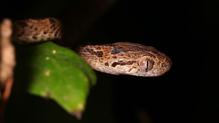 Spotted Night Snake