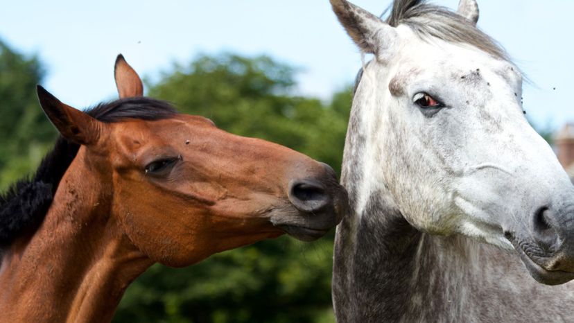 Which Animal Best Matches Your Flirting Style?