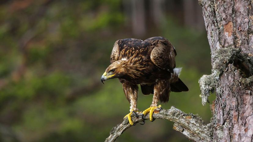 Golden eagle