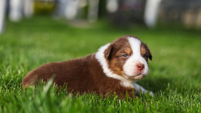 Australian Shepherd