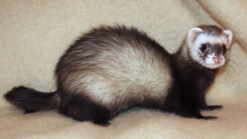 Common Ferret