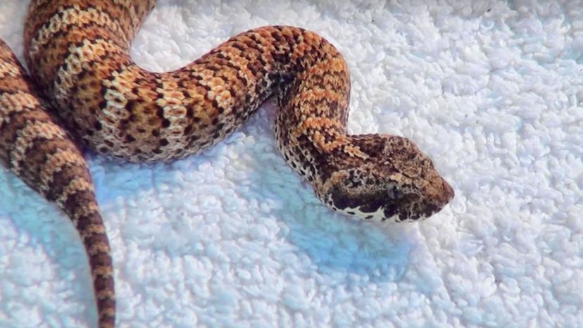 common death adder