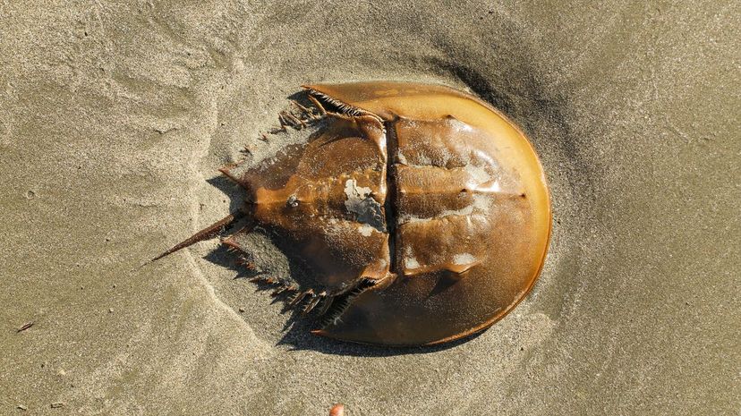 Horseshoe crab