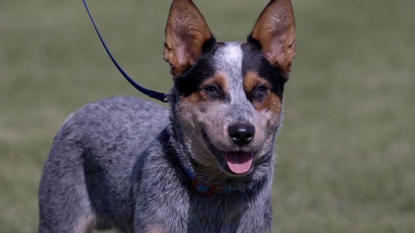 28 Australian cattle dog