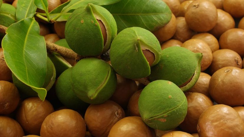 Macadamia nuts