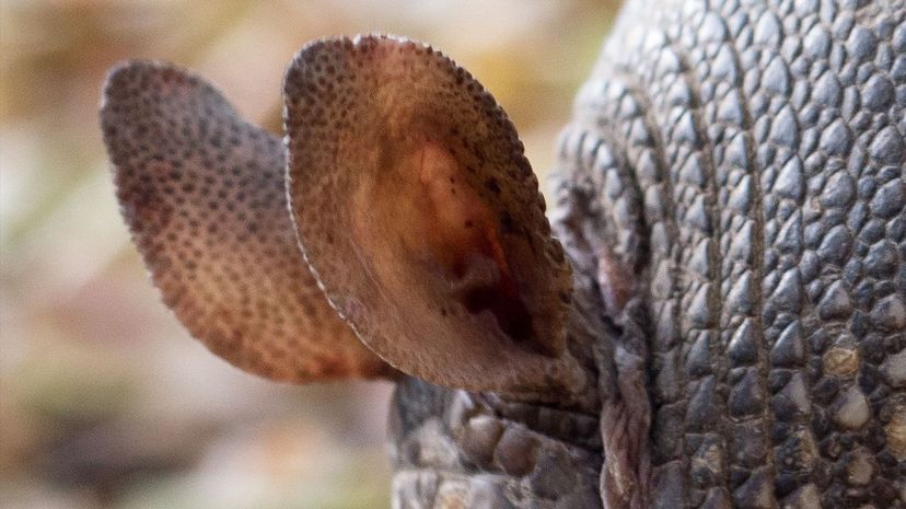 Armadillo