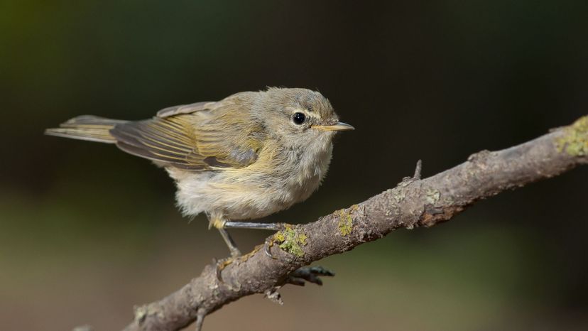 Chiffchaff