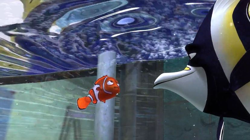 Nemo Fish Tank