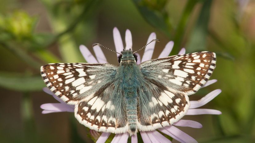 Common Checkered Skipper