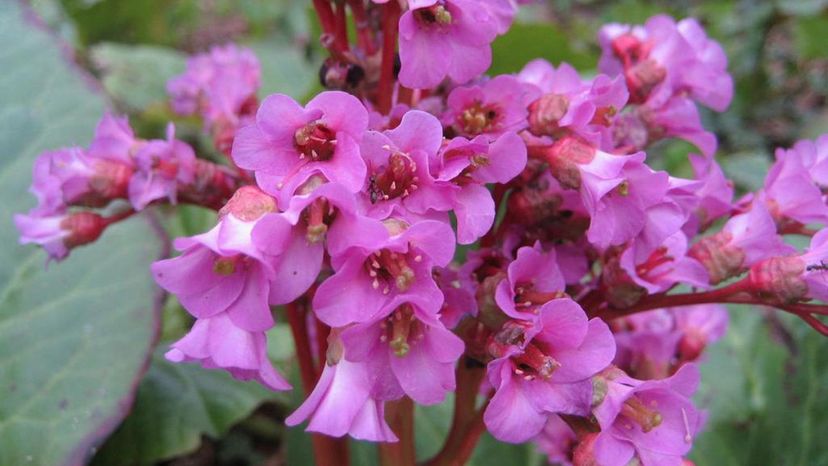 Bergenia flower