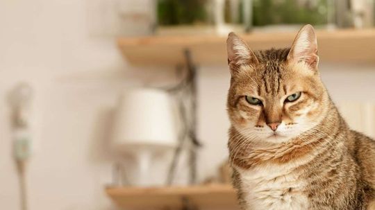 What is your Cattitude? Quiz