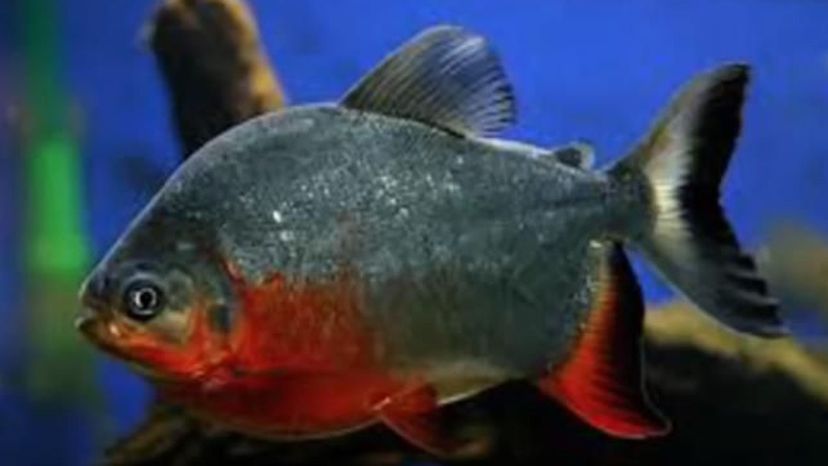 Red pacu fish