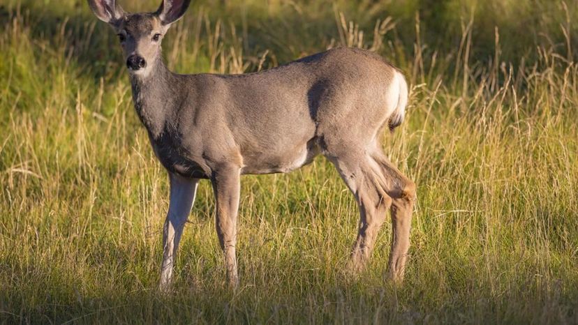 White Tailed Deer