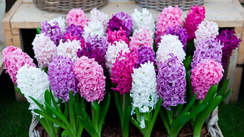 4 Hyacinth GettyImages-175430569