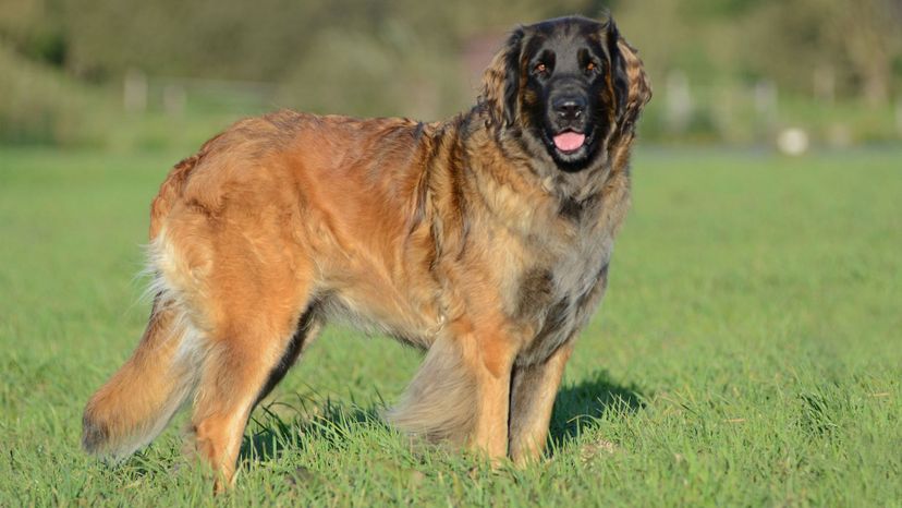 Leonberger