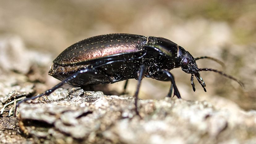 Ground Beetle