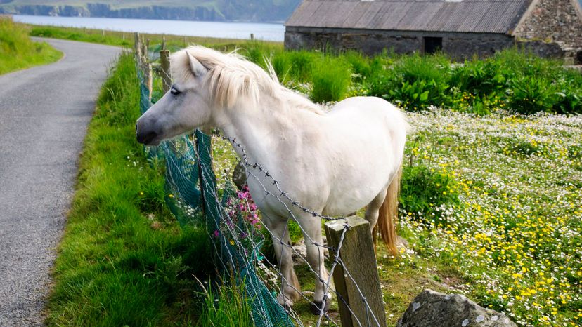 Shetland pony