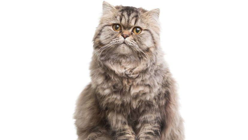 Persian cat