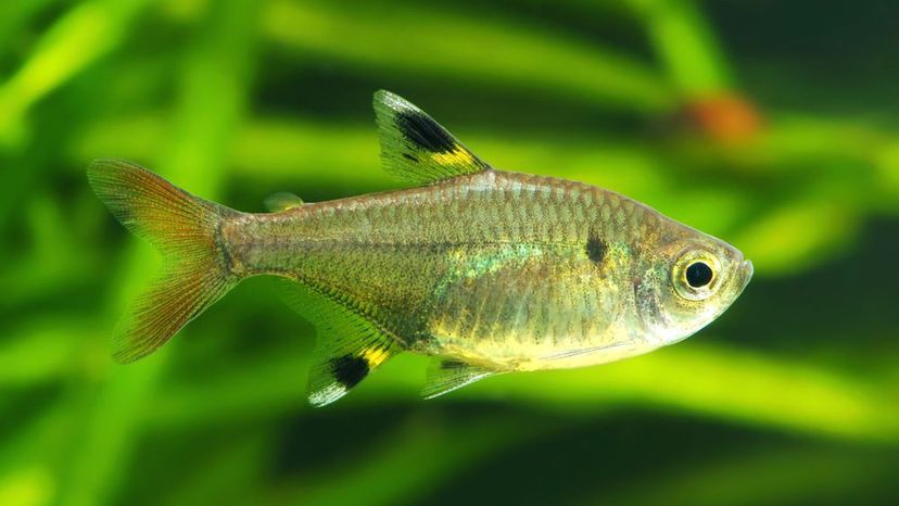 Xray Tetra Fish