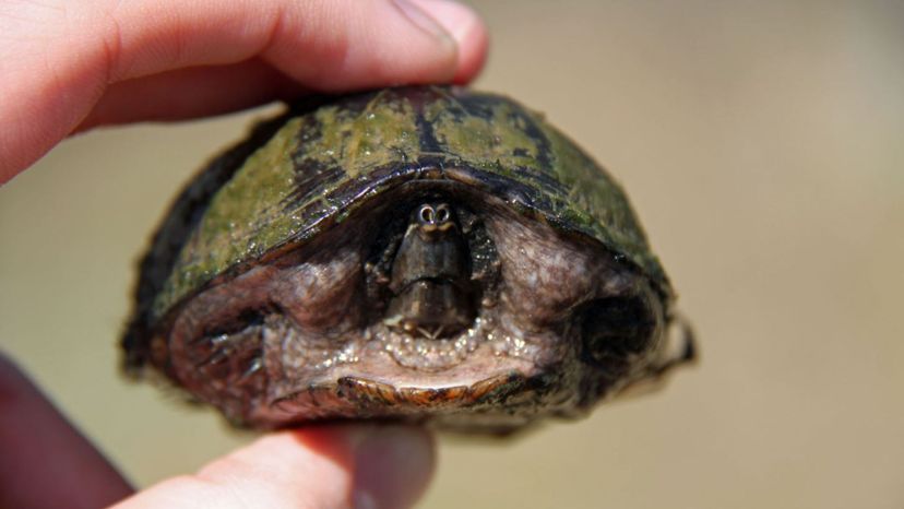 Musk Turtles