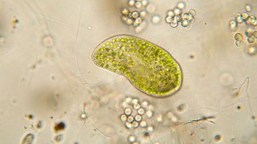 amoeba single cell organism