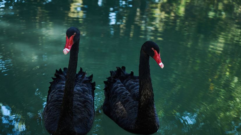 Black Swans