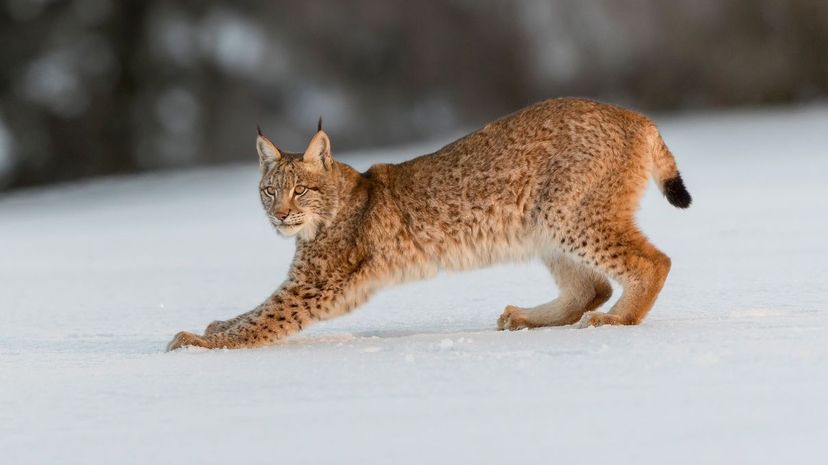 Eurasian Lynx