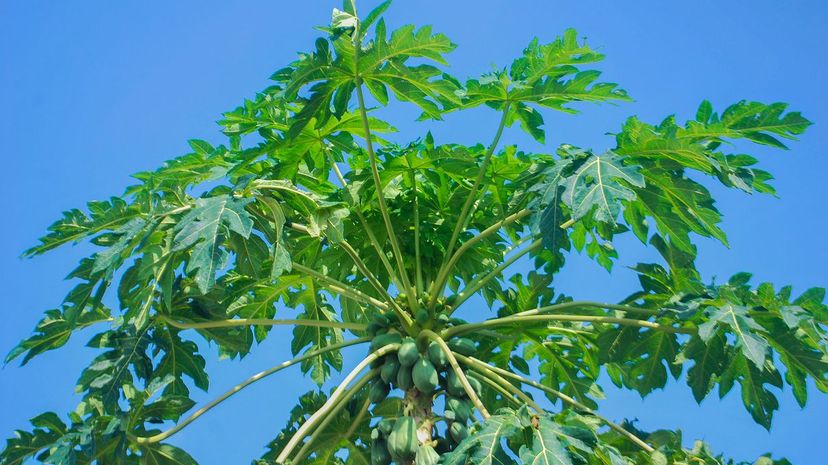 39 Pawpaw_tree_in_Nigeria