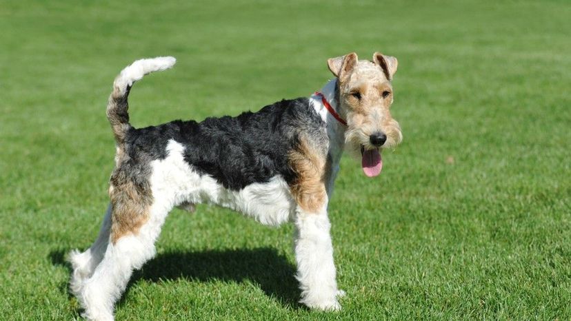 Wire fox terrier