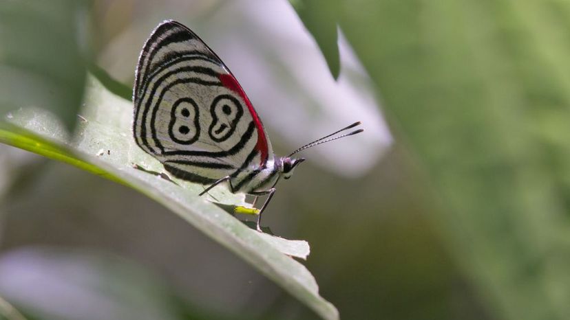Eighty-Eight Butterfly
