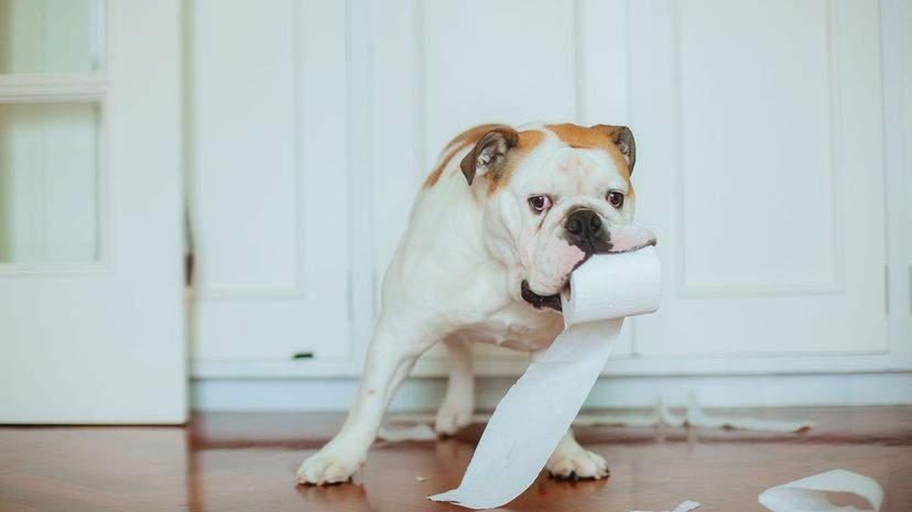 Dog eating toilet paper