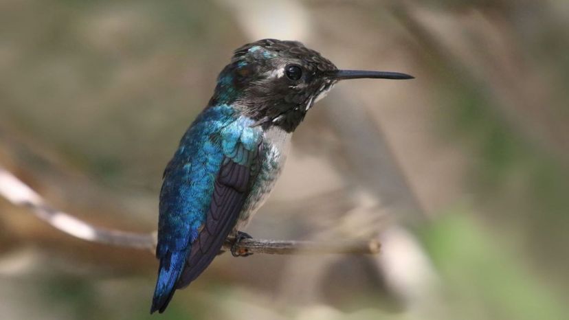 Bee Hummingbird