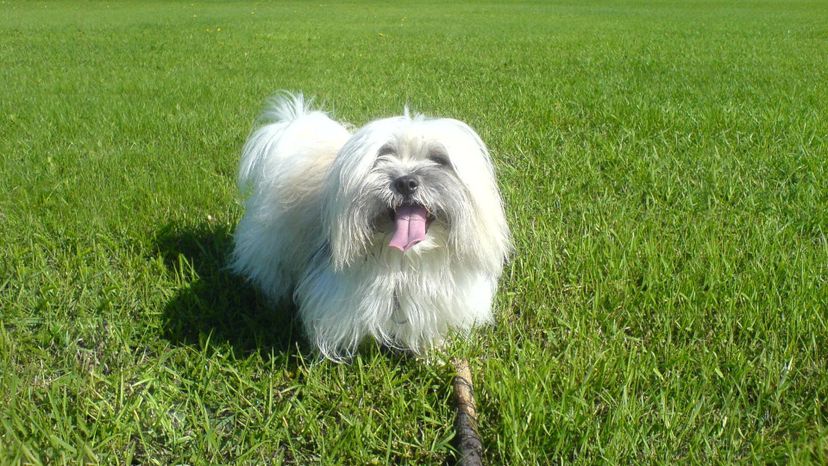 Coton de Tulear