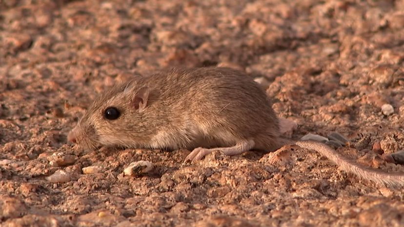 Rock pocket mouse