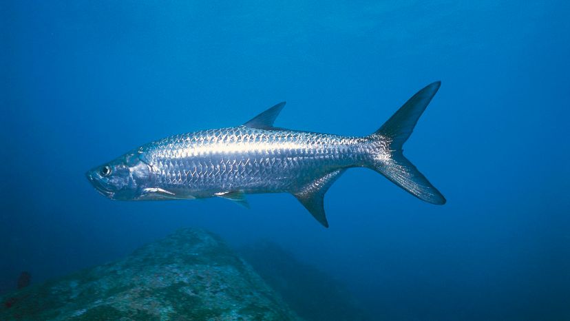 TARPON