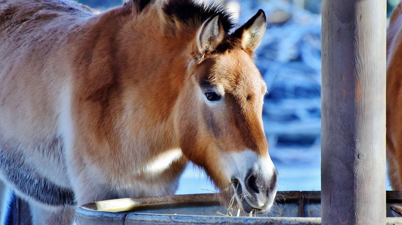 Mule Eating