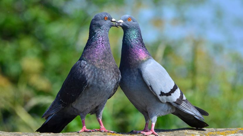 Feral Pigeon