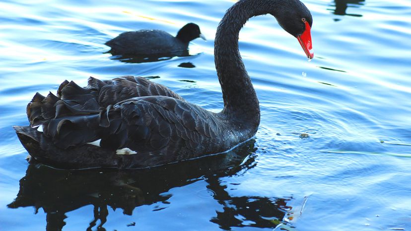 Black Swan