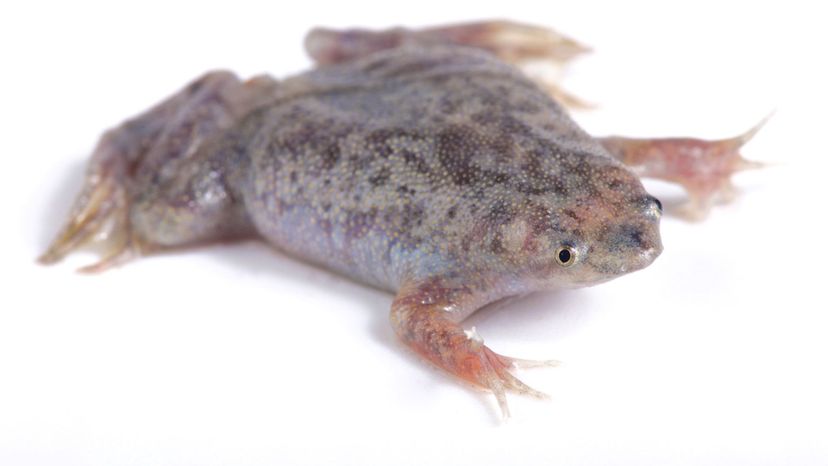 Common Surinam toad (amphibian)